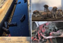 Litter of puppies rescued by US troops in Middle East oil pit are trying to get to America