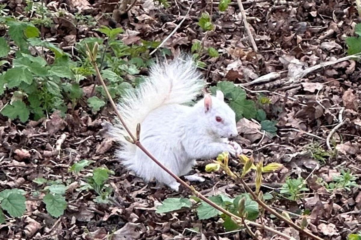 UK man finds rare albino squirrel after mistakening it for a plastic bag: ‘I’ve never seen one before in my life’
