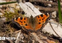 ‘Extinct’ butterfly found across southern England