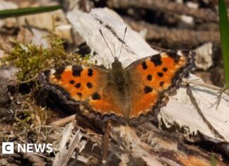 ‘Extinct’ butterfly found across southern England