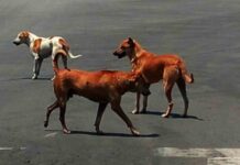 Stray Dog Attacks Children in Kamareddy; 5 Injured