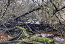 Beavers ‘breathe new life’ into Dorset as dams built and biodiversity returns