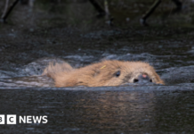 How reintroducing beavers is changing our landscape