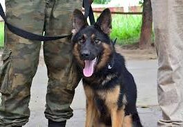 DC Impact: Hotelier served notice over ‘incited’ dog attack on customers in Kavali