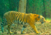 Forest Officials Track Tiger Near Kawal Reserve