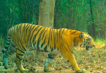 Forest Officials Track Tiger Near Kawal Reserve
