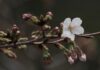 Tokyo’s Dazzling Cherry Blossom Season Officially Begins