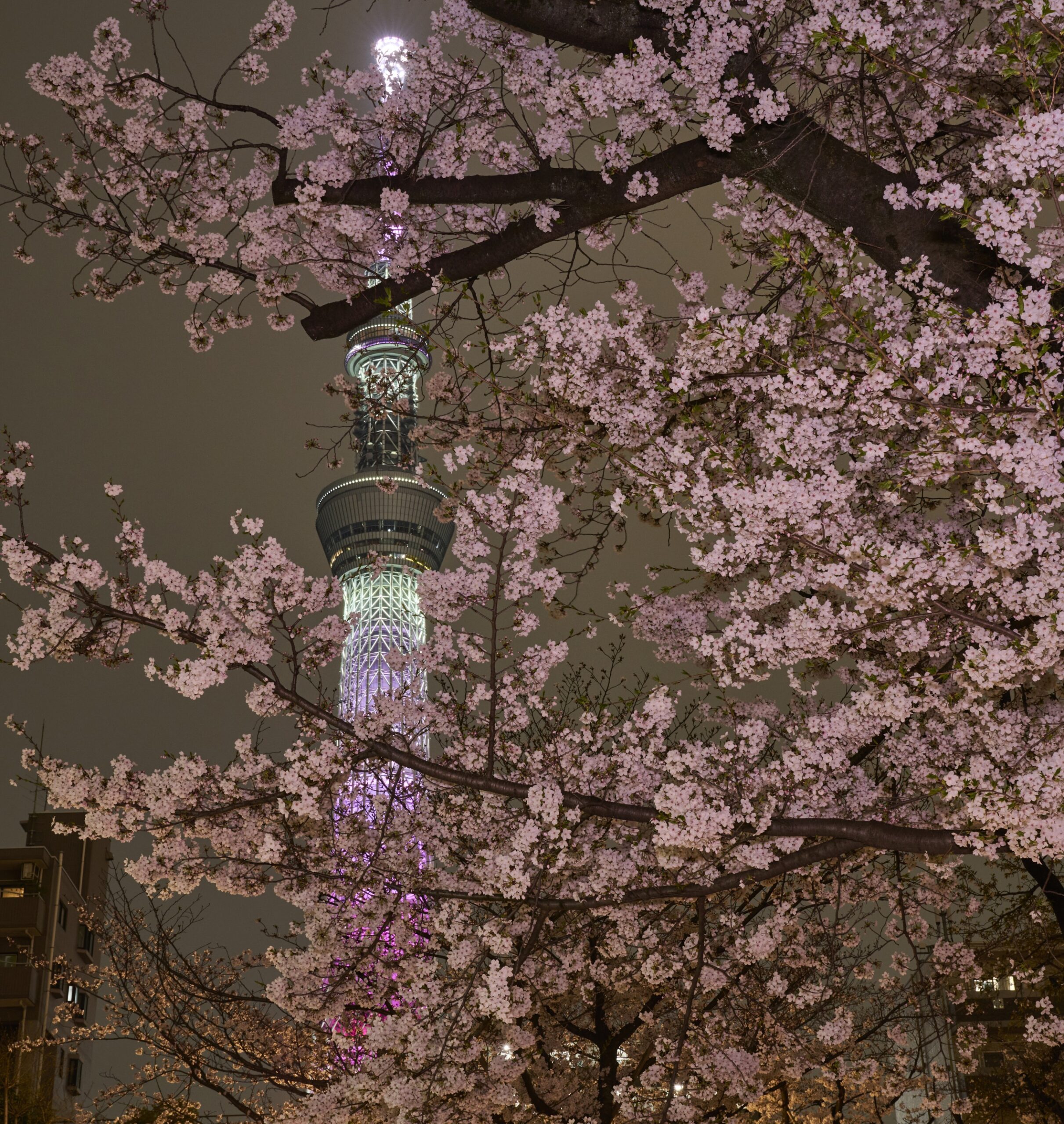 From Asakusa To Tokyo Skytree : An Unforgettable Cherry Blossom Walk