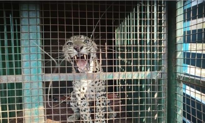 Leopard Trapped, Undergoing Treatment