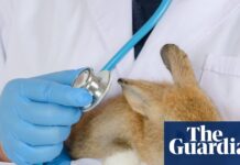 UK vets face crackdown over fees as pet owners ‘left in the dark’ on bills