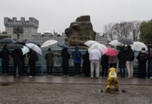 Social climber: Punch the monkey starts to outgrow his Ikea plushie
