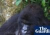 ‘Extraordinary event’ for mountain gorillas as new twins born in DRC