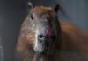 Eight arrested for ‘brutal’ attack on capybara in Brazil