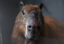 Eight arrested for ‘brutal’ attack on capybara in Brazil
