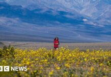 Wildflowers cover Death Valley in best display since 2016