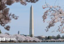 ‘It’s absolutely beautiful’: DC’s cherry blossoms burst into peak bloom