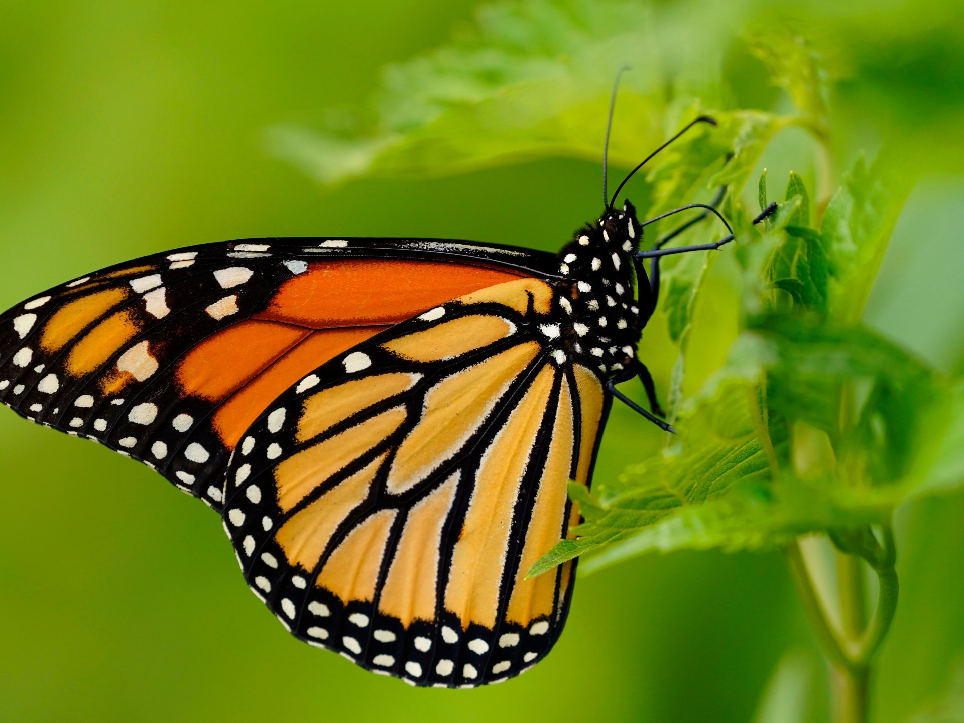 Endangered monarch butterfly population surges 64 percent