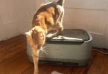 16 Best Air Purifiers (2026): Coway, AirDoctor, IQAir