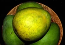 Satara Farmer Brings Back Rare Mango Once Grown Across Mumbai & Gifted to British Royalty