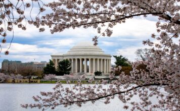 Peak bloom date announced: Best time to see DC’s cherry blossoms in 2026