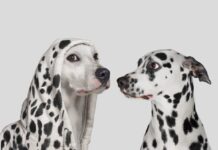 FYI: Impersonators are (still) targeting companies with fake TechCrunch outreach