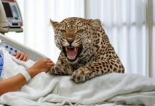 Hospital Decides Cancer-Sniffing Leopard More Trouble Than It’s Worth