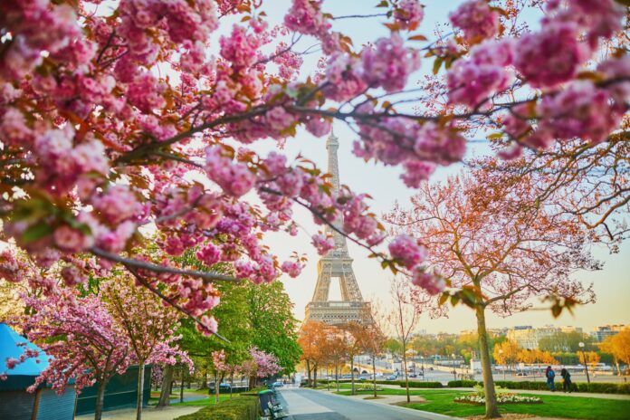 Paris-Spring-Cherry-Blossoms_encrier.jpg
