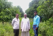 52-YO Farmer Dedicates 15 Years to Revive Almost-Extinct Mango From 1 Tree