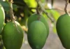 Why Farmers Love Amrapali Mango: The Story Behind Its Royal Past & Scientific Roots