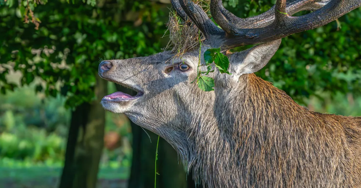 AI Is Uncovering The Hidden Social Lives & Communication Of Animals