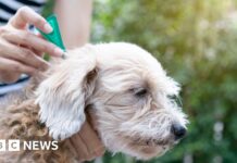 Toxic pet flea treatment chemicals found at ‘damaging’ levels in rivers