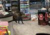 Police chase wild boar wandering in mall with blowgun, riot shields