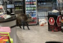 Police chase wild boar wandering in mall with blowgun, riot shields