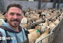 Dog owners to face unlimited fines if their pets attack livestock under new law