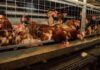 Ahold Delhaize announces timeline to remove battery cages from US egg supply