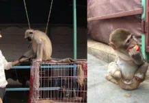 24-YO Is On A Mission to Rescue Strays in Delhi: Your Help Can Give Them a Fighting Chance