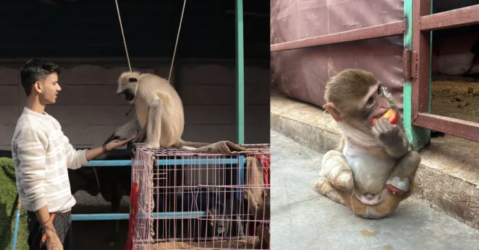 delhi-ngo-monkey-animal-rescue-2026-02-25-20-01-59.png
