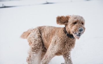 Puppy survives nine days on snowy mountain in Greece