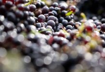 600-year-old pinot noir grape seed found in medieval hospital