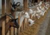 1,000 goats die in large barn fire in the Netherlands