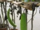 Easy Tips to Grow Bottle Gourd in Your Garden or Balcony This Summer