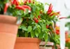 Just a Pot & Sunlight: A Simple Guide to Growing Chillies at Home