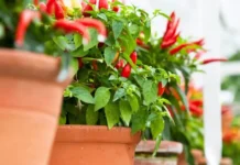 Just a Pot & Sunlight: A Simple Guide to Growing Chillies at Home