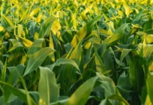 How Farmers Can Grow Maize Successfully in the Spring Season