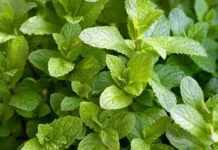 Growing Mint at Home: A Simple Guide for Lush Summer Harvests