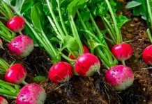 Radish Is the Perfect First Crop for Kids — Here’s How They Can Harvest It in Weeks