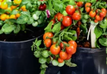 How to Grow Tomatoes on Your Balcony: A Simple Guide for Indian Homes& Balconies