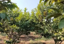 How a Chance Guava Seedling Found in Pune in 1924 Grew Into India’s 56-kg-Per-Tree Wonder