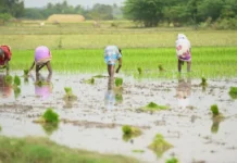 A Revolutionary Water Solution Revives 790 Water Bodies & Empowers 5.4 Lakh People