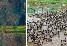 How Kerala’s Unique Duck Farming Practice Is Keeping Rice Fields Healthy—Naturally